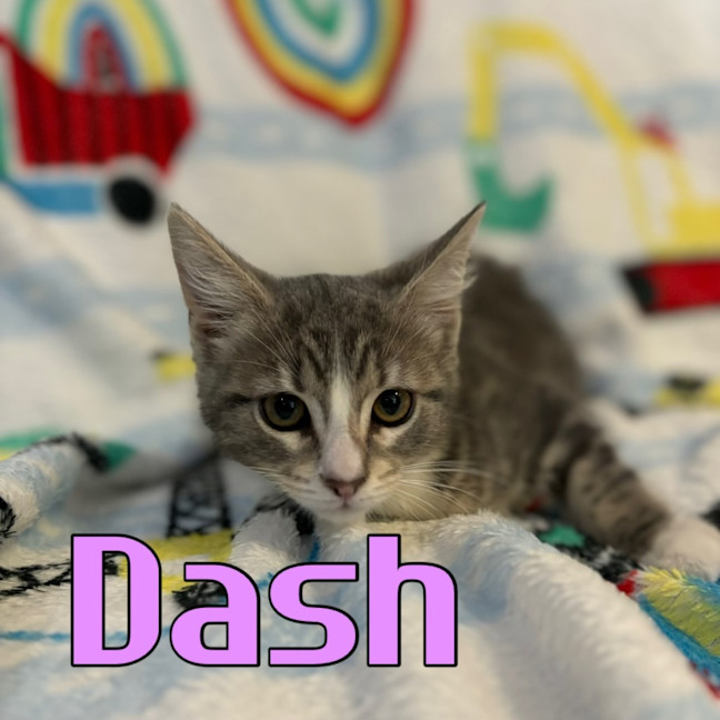 Photo of Dash