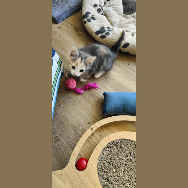 Photo of Sugar
