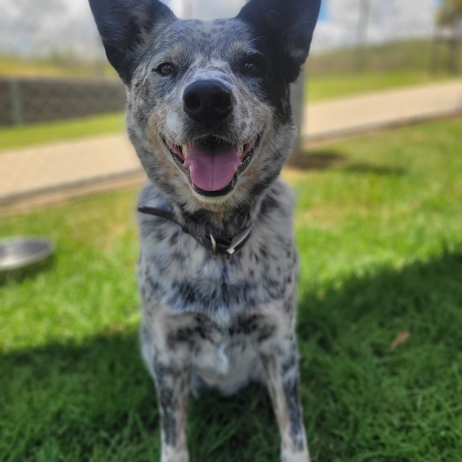 Photo of Patches