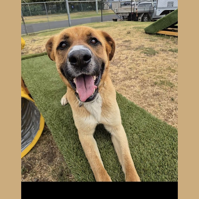 Photo of Ace (67974)