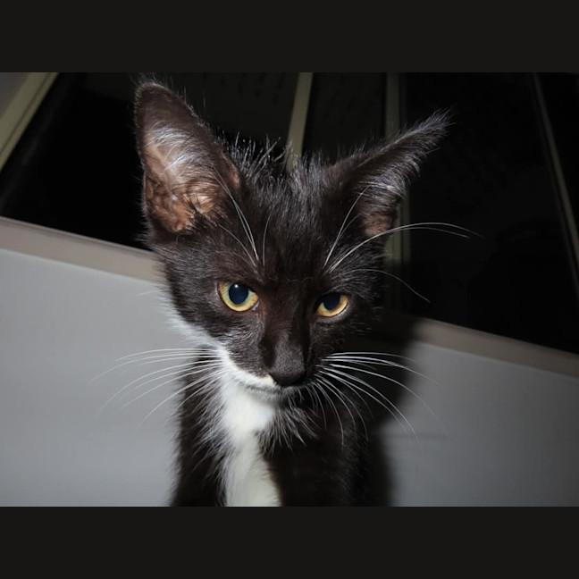 Photo of Mercury K33