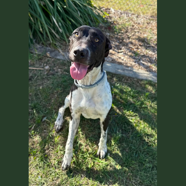 Photo of Maverick