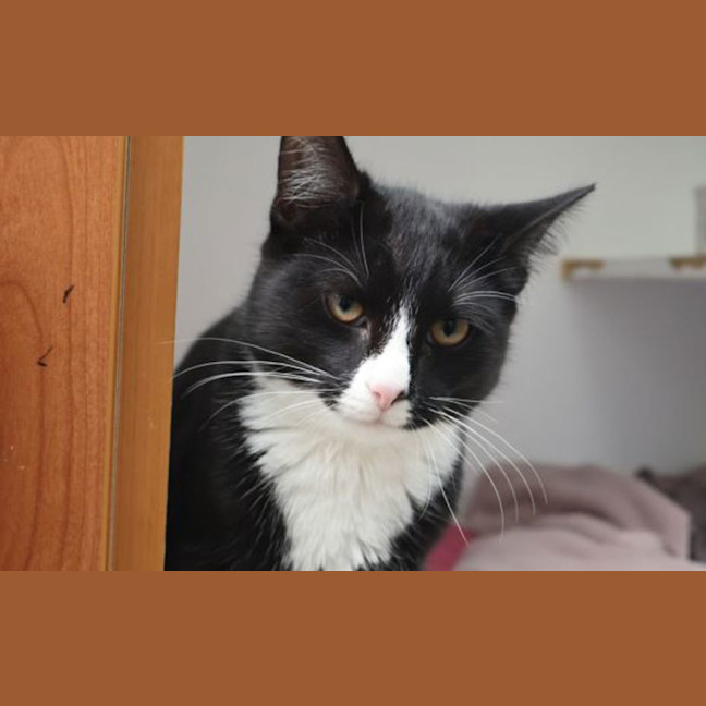 Photo of Yoyo