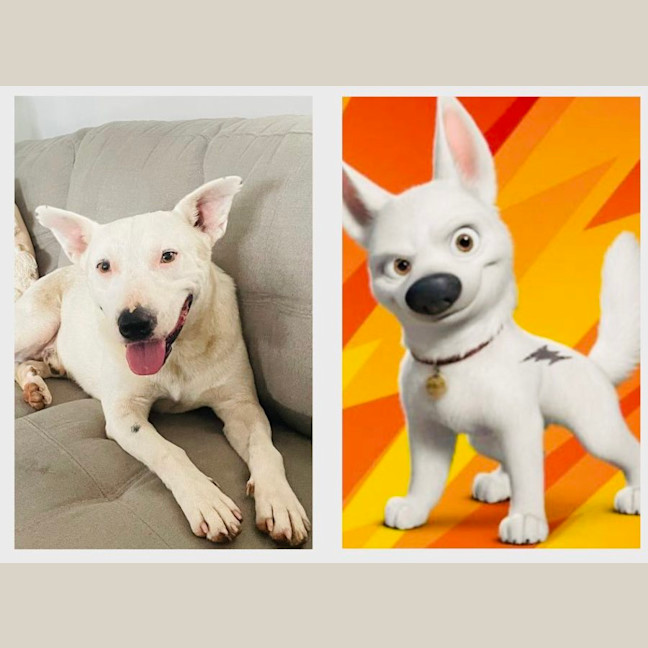Photo of Ace