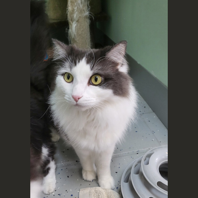 Photo of Dorian Gray