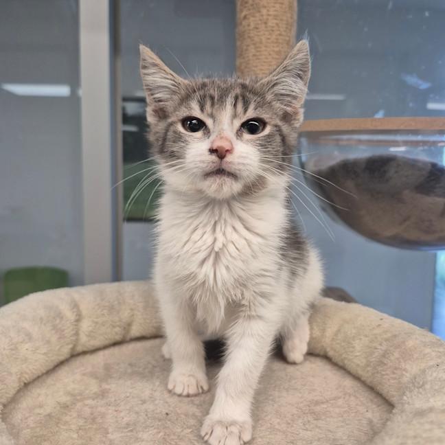 Photo of Munchkin