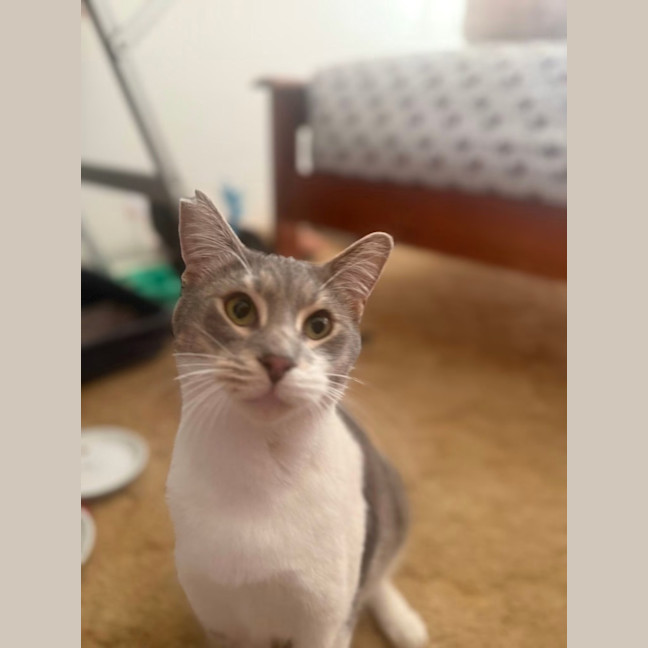 Photo of Smokie