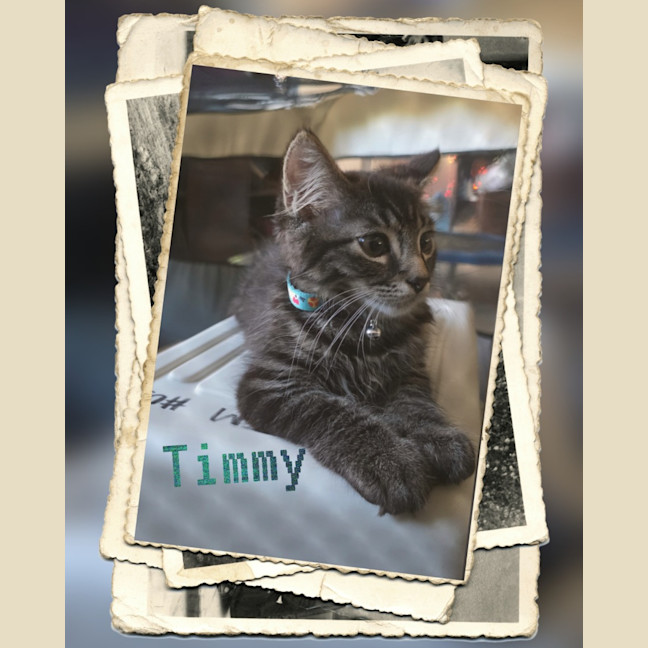 Photo of Timmy