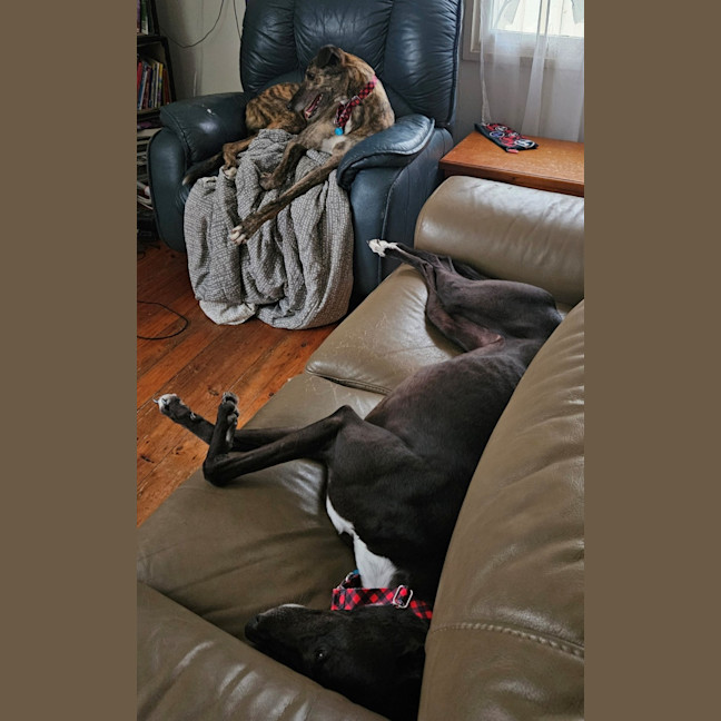 Photo of Roxy (With Rocky)