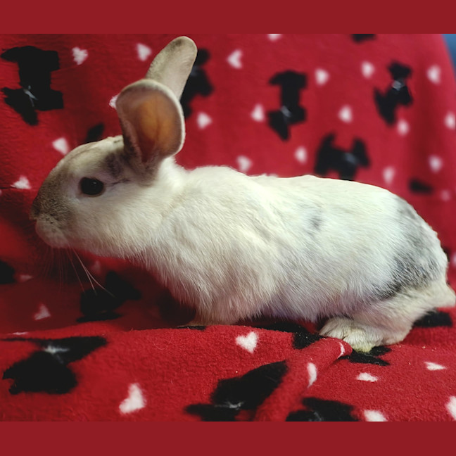 Photo of Hector