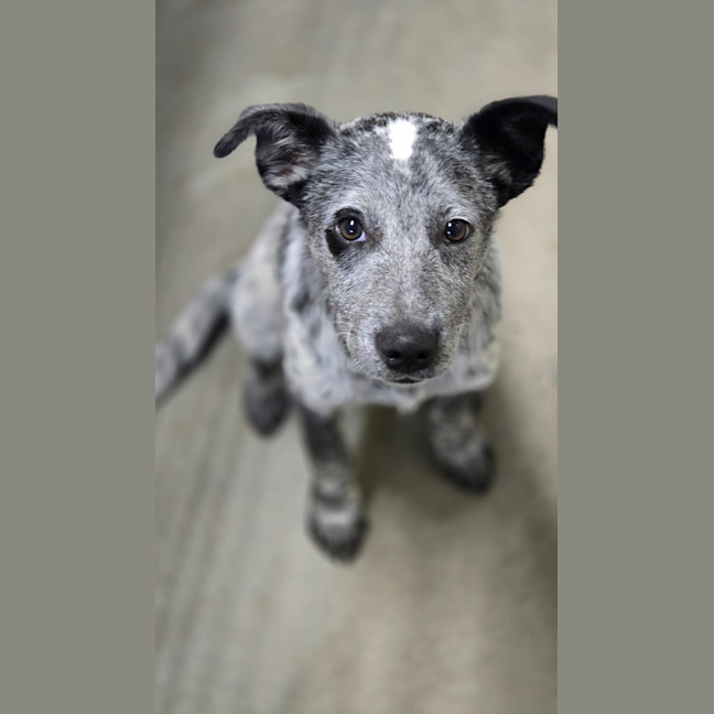 Photo of Banjo