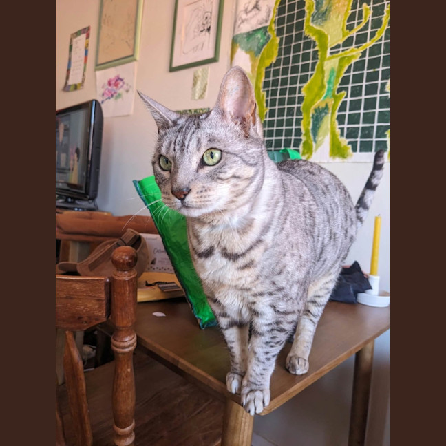 Photo of Maebe   In Foster Care In Thornbury