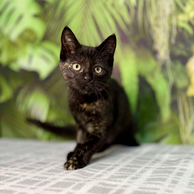 Photo of Piper   Located In Frankston