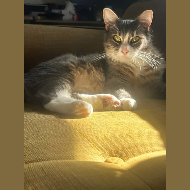 Photo of Clover * 9 Lives Project Rescue*