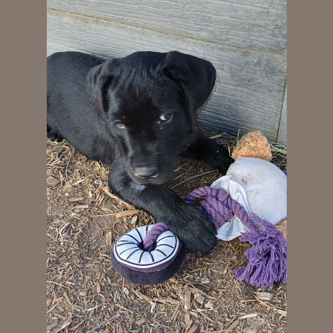 Photo of Theo (Gray Collar)