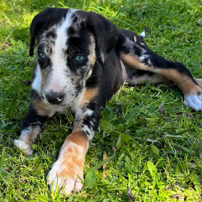 Photo of Kiwi