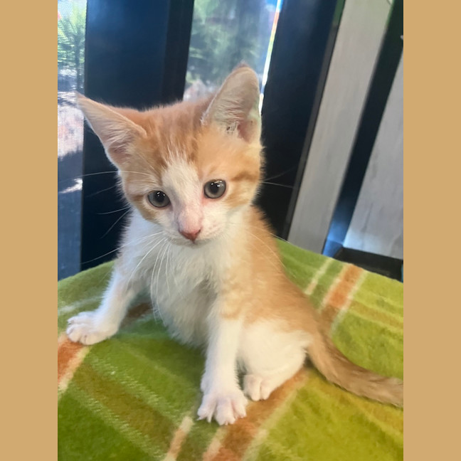 Photo of Captain Nathaniel Flint