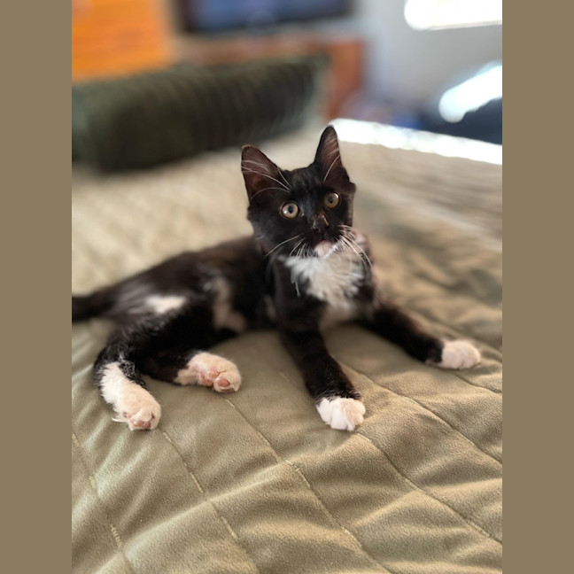 Photo of Honesty Black