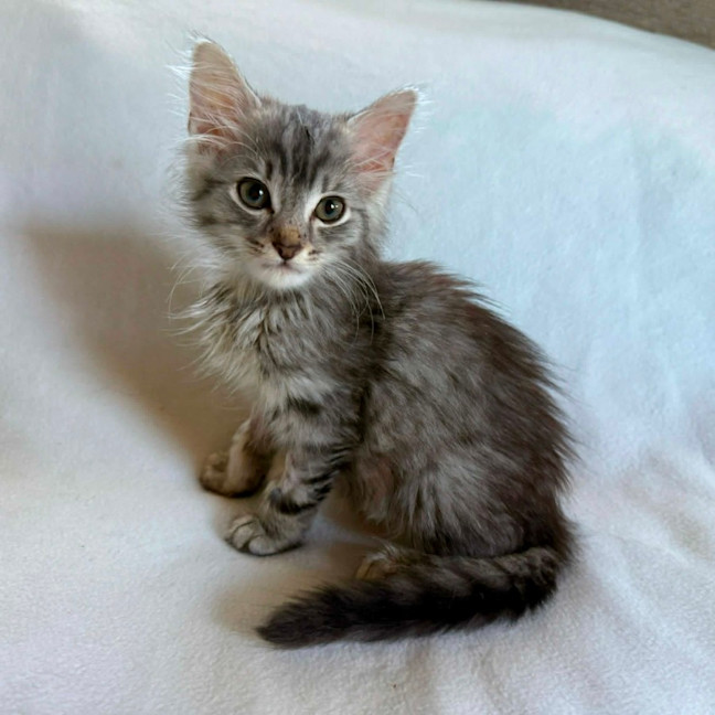Photo of Romeo 