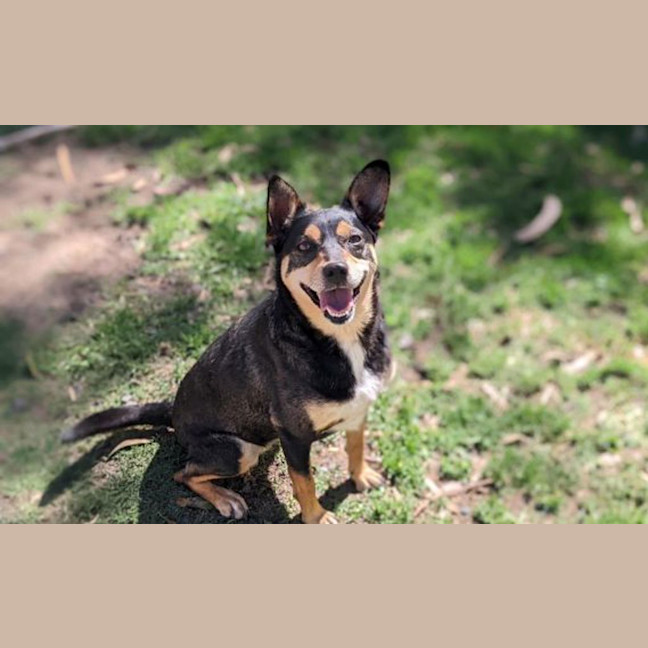 Photo of Pixie