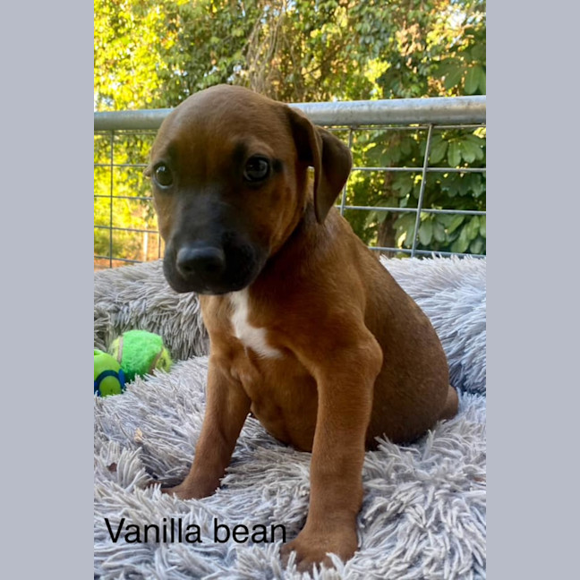 Photo of Vanilla Bean