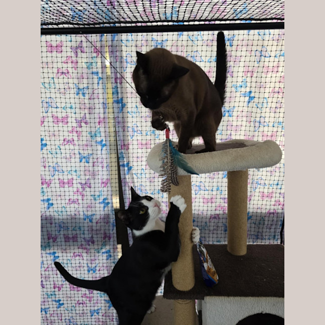 Photo of Bonded Buddies   Teddy And Sylvester