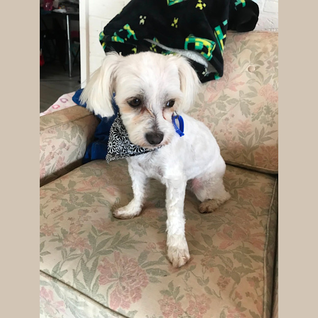 Photo of Pear & Coco   1.5 Year Old Maltese X Shih Tzu