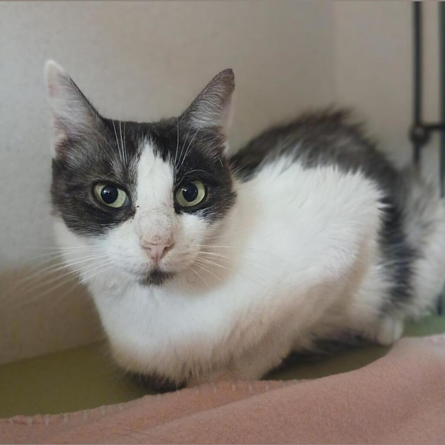 Photo of Binkie