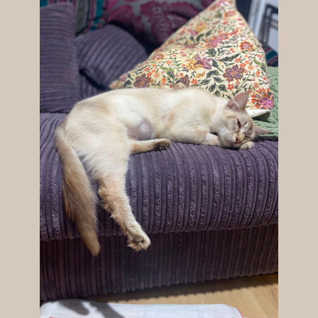 Photo of Hadley 🩷