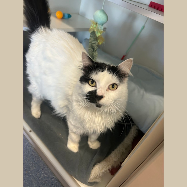 Photo of Alice (Kiwi)