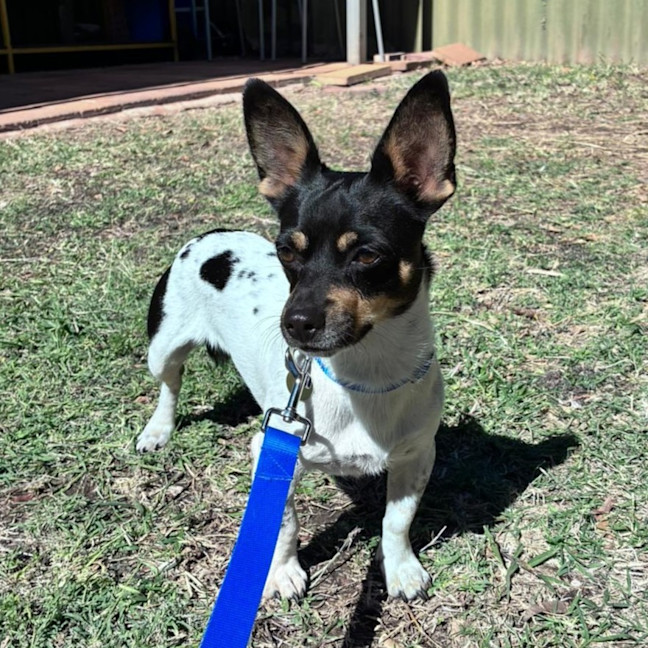 Photo of Spot