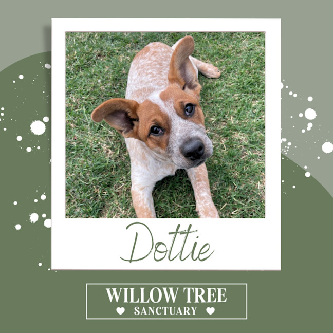 Photo of Dottie