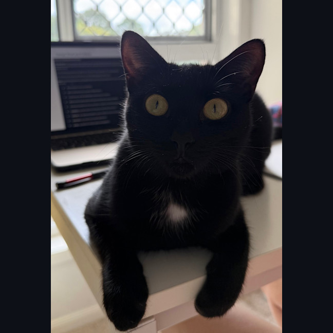 Photo of Dahlia