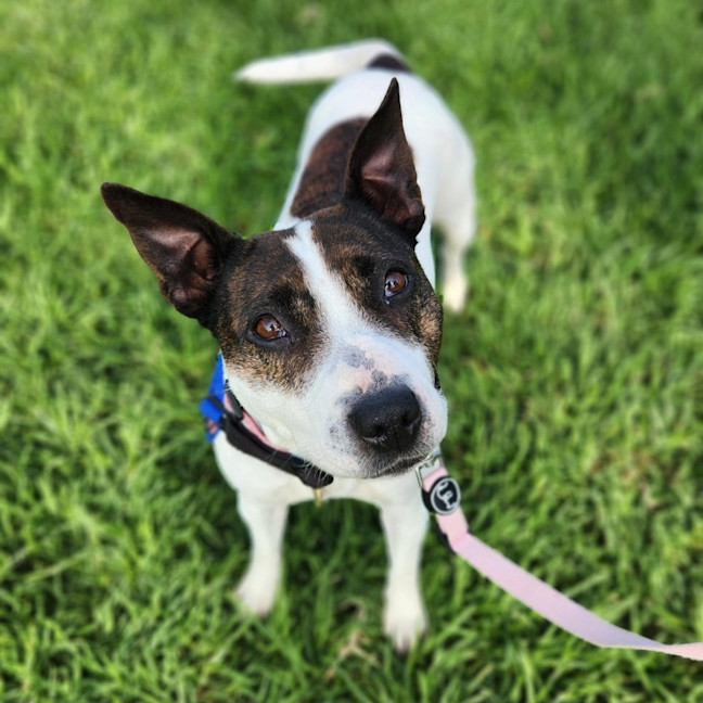 Photo of Leia