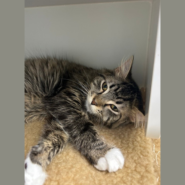 Photo of Buddy (Bonded To Quinn)