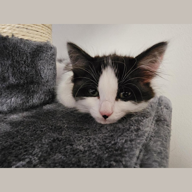 Photo of Pepper Meet Me@Petstock Hastings Store