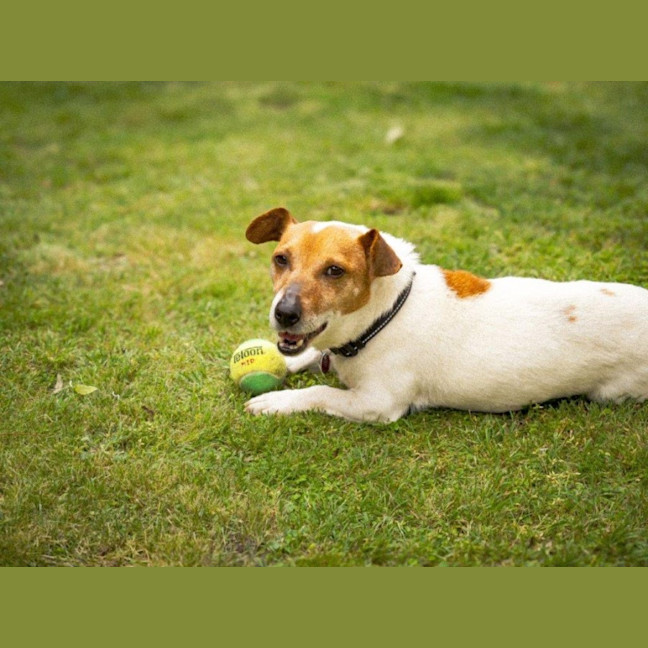 Photo of Rusty Kumara