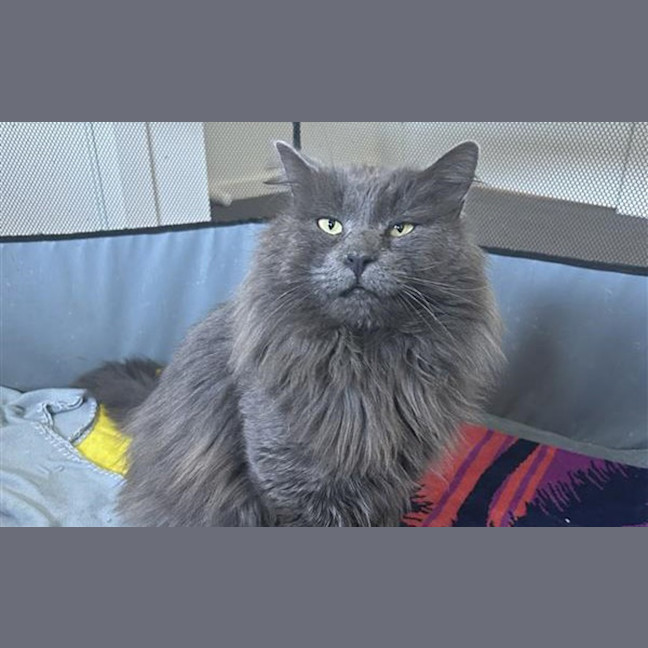 Photo of Mocha