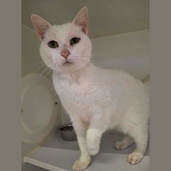 Photo of Snowbell
