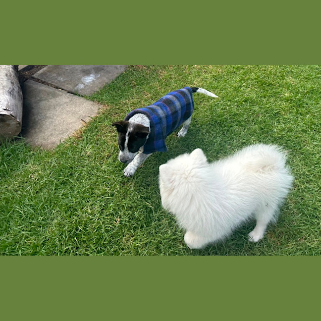 Photo of Shiela (Noo Noo)