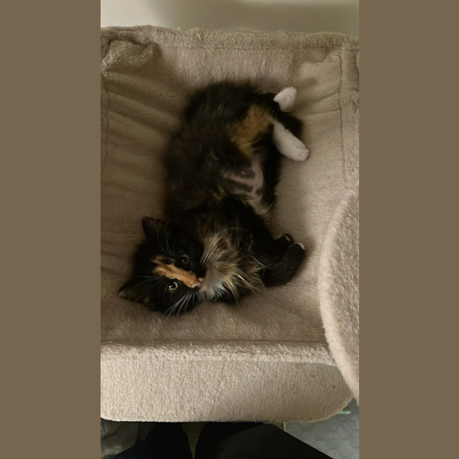 Photo of Bumblebee