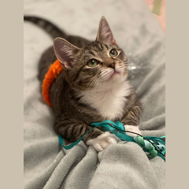 Photo of Mouse
