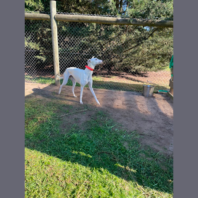 Photo of Dolly  Located Melbourne And Toongabbie