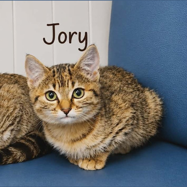Photo of Jory (On Display At Vets On Parker, Templestowe)
