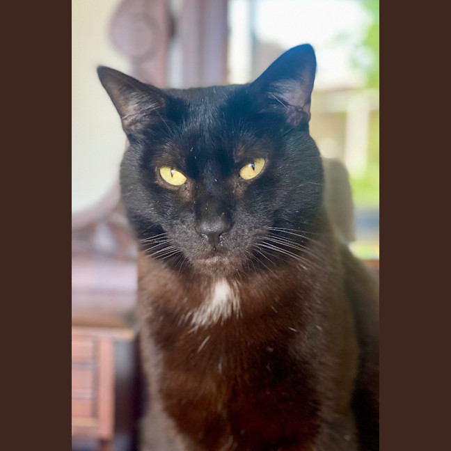 Photo of Batman Black