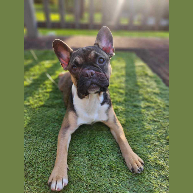 Photo of Puppanero 