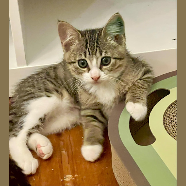 Photo of Cashmere