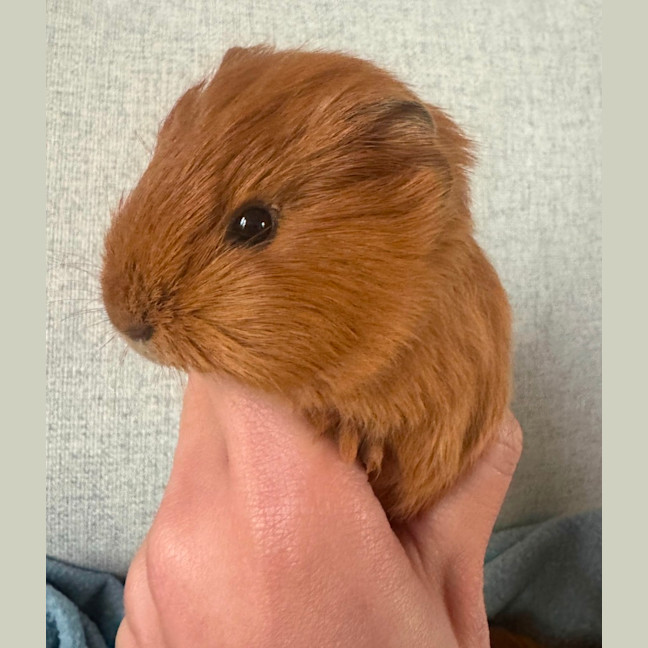 Photo of Pretzel & Chai
