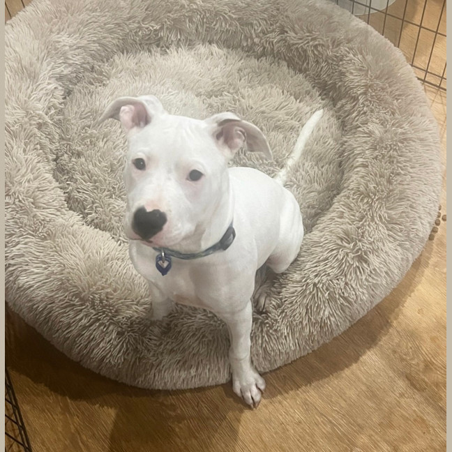 Photo of Boof   4 Month Old Staffy X (Trial)