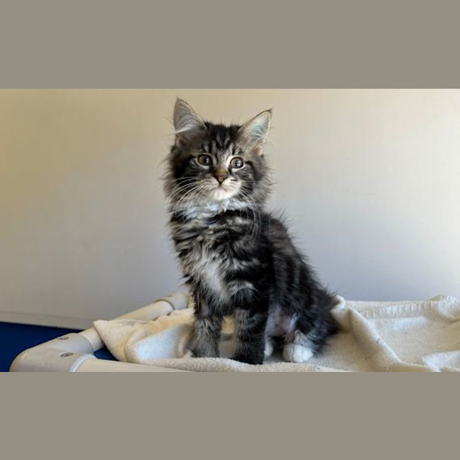 Photo of Tora
